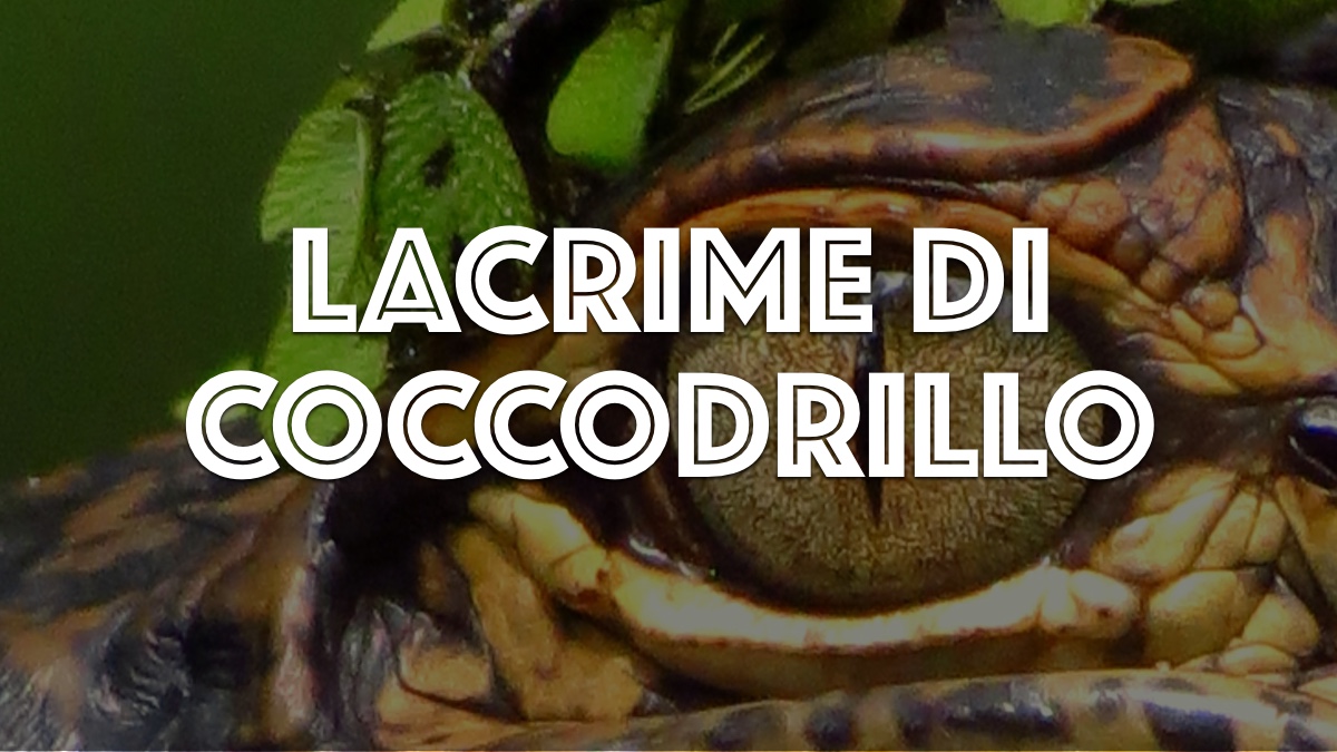Perchè Si Dice Lacrime Di Coccodrillo Devocionales Justo a Tiempo - LACRIME DI COCCODRILLO