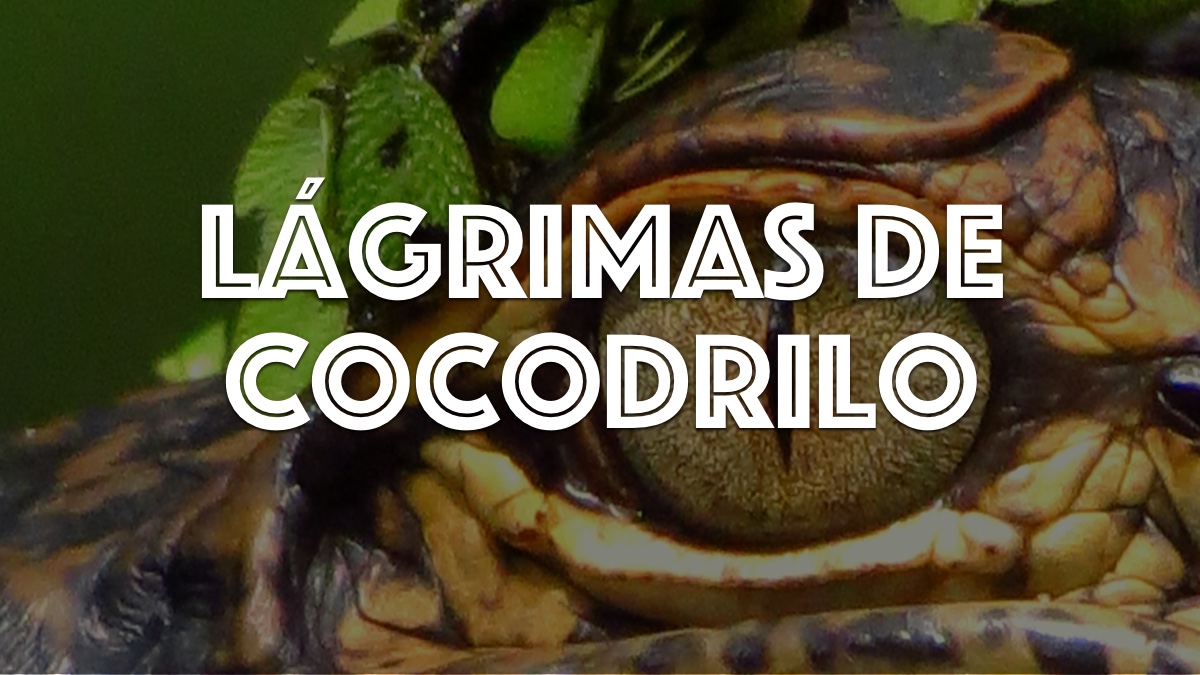 Devocionales Justo a Tiempo - LÁGRIMAS DE COCODRILO